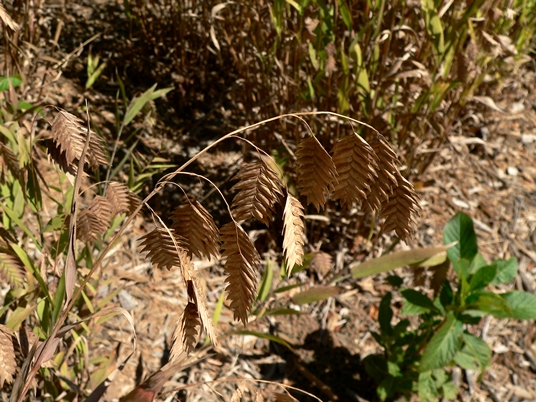 {Chasmanthium latifolium}
